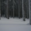 zimski gozd