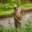 Lokalni kmet že 5. zaporedni dan štiha in tepta blato ter pripravlja teren za posaditev sadik riža.