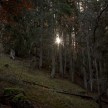 Prvi jutranji žarki v gozdu na poti na Kurji vrh