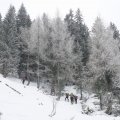 lep vzpon skozi zimski gozd do planine Trimmingeralm