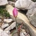 Zato pa raste tulipan, roza divji tulipan ...
