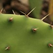 Izredno velike bodice na kaktusih niso nobena redkost
