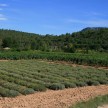 sivkina polja in vinogradi